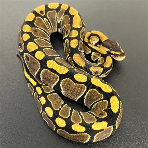 desert python|albino desert ghost ball python.